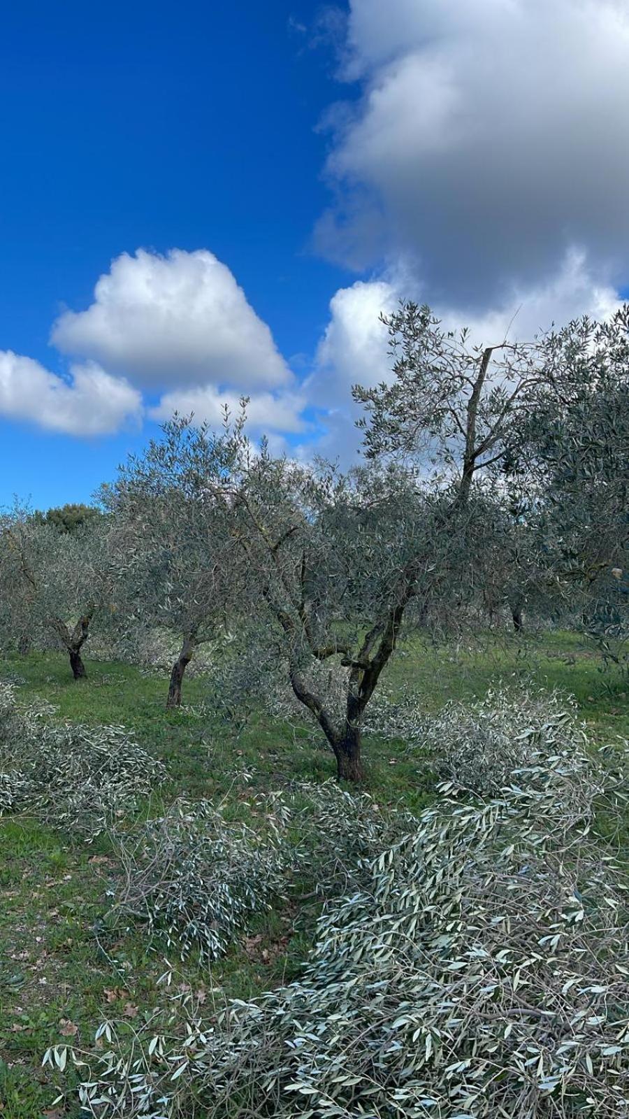 Agriturismo Podere Campalto Campiglia Marittima Exteriér fotografie